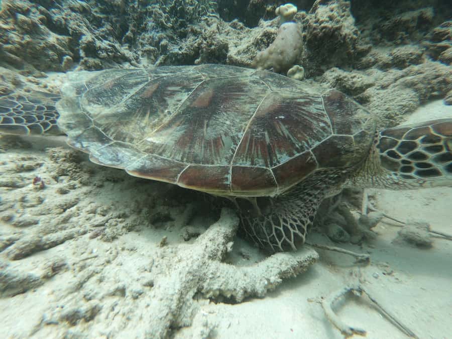 SouthWest Secret Gili,Gili Layar,Gili Gede&Gili Rengit - Gili Goleng: a final coral garden round to close the day right