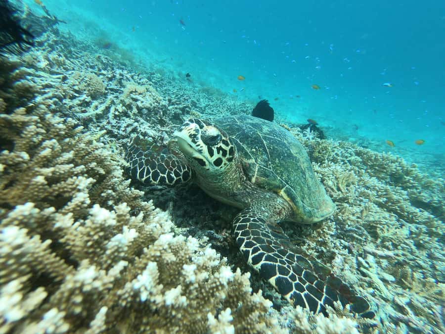 SouthWest Secret Gili,Gili Layar,Gili Gede&Gili Rengit - The real vibe of this day: private group, English guidance, and an unhurried feel