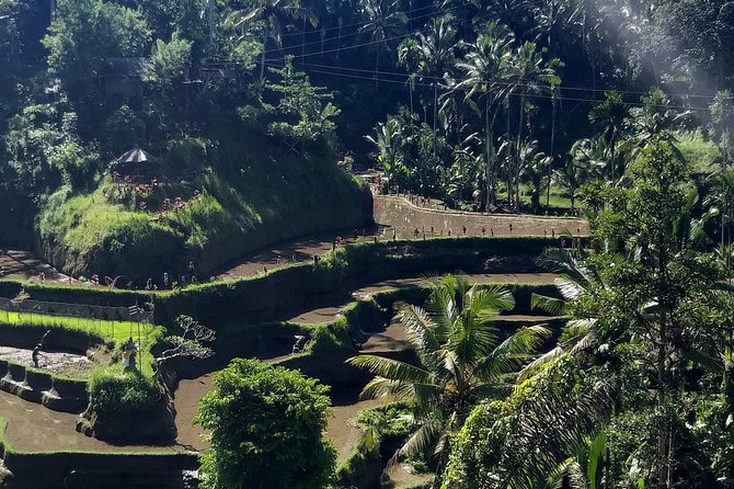 Spectacular Eastern Bali Tour - Tegalalang Rice Terrace: close-up farming views plus activity choices