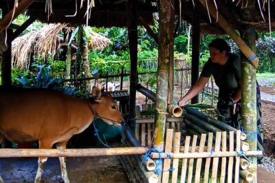 Spice Garden, Jamu & Cooking Class in Bali Village - From Meeting Point to Rice Terraces: How the Morning Unfolds
