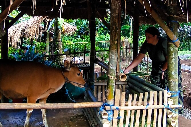 Spice Garden, Jamu & Cooking Class in Bali Village - From Meeting Point to Rice Terraces: How the Morning Unfolds