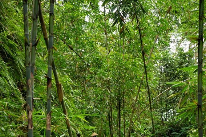 Spiritual Journey with private purification ceremony, local priest - Ubud - A Morning of Bamboo Views and Bali Faith