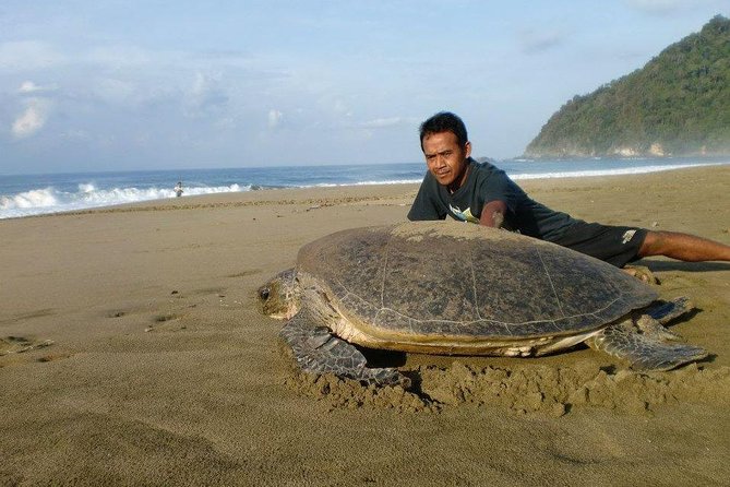 Sukamade Adventure -Turtle Beach Tour - Day 1: Plantations, village lunch, and the turtle-night ritual