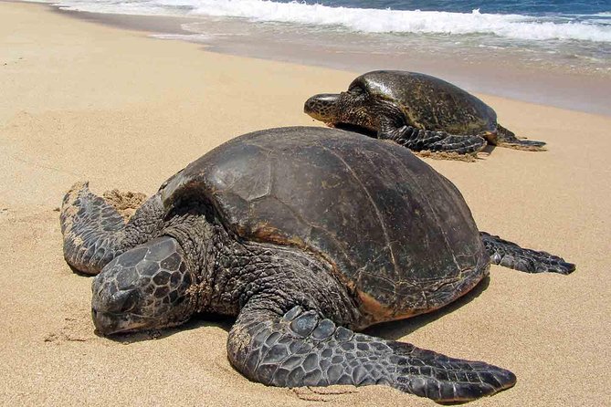 Sukamade Turtle Land Beach (2D1N) - Key things to know before you go