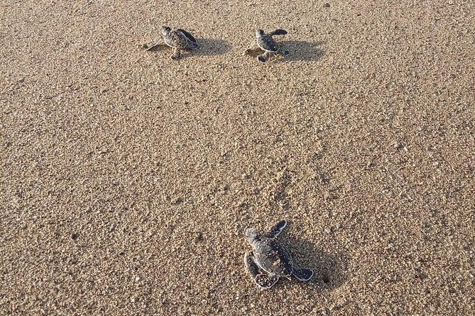 Sukamade Turtle Land Beach (2D1N) - Sukamade Turtle Land Beach: the night you picture, then live