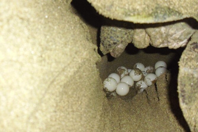 Sukamade Turtle Land Beach (2D1N) - Day 2 at 06:00: releasing the hatchlings