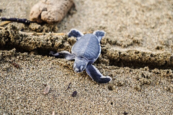 Sukamade Turtle Land Beach (2D1N) - Food, lodging, and the park-side community piece