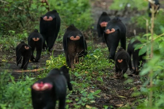 Sulawesi Tangkoko National Park Private Tour - Tangkoko National Reserve: the wildlife checklist you’ll feel in your bones