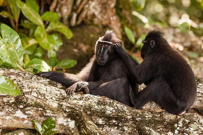 Sulawesi Tangkoko National Park Private Tour - Why the ranger matters more than you think