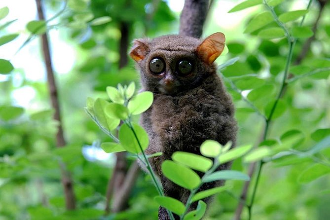 Sulawesi Tangkoko National Park Private Tour - Exploring Tangkoko: what happens in the main 4-hour block