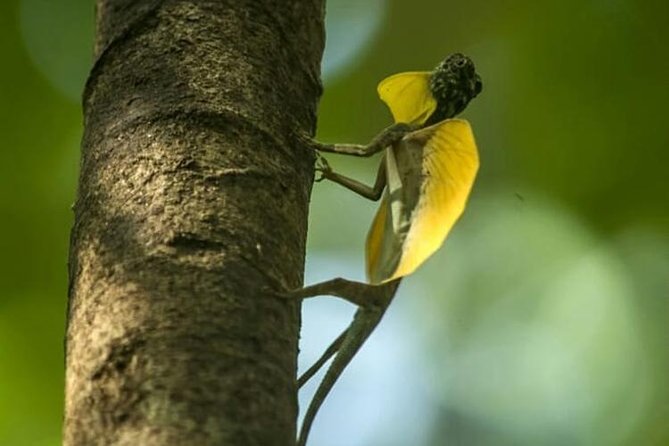 Sulawesi Tangkoko National Park Private Tour - Lunch inside the park plan: why included food changes the experience