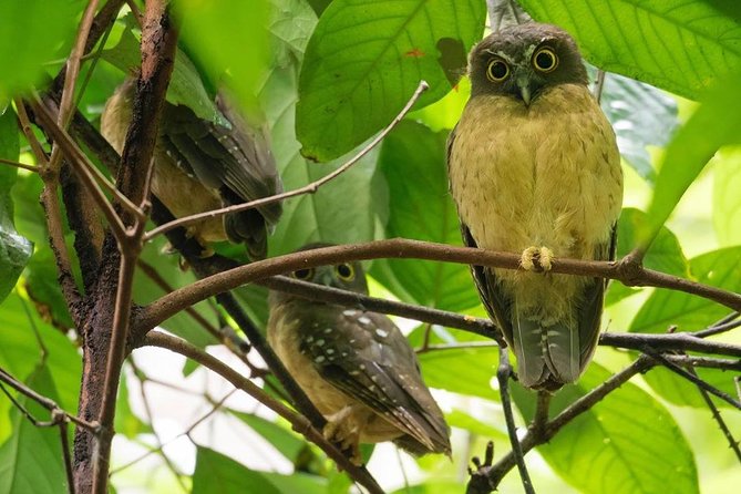 Sulawesi Tangkoko National Park Private Tour - What a private tour really buys you in Tangkoko