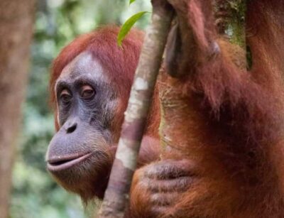 Sumatra: 3-Day Unique Jungle Experience & Exploring Wildlife - Three days of jungle walking, river cooling, and 2 nights camping