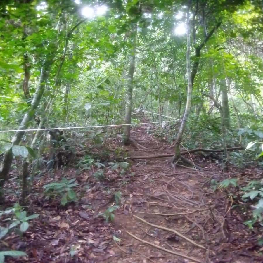 Sumatra: 3-Day Unique Jungle Experience & Exploring Wildlife - Who this trek suits (and who should skip it)