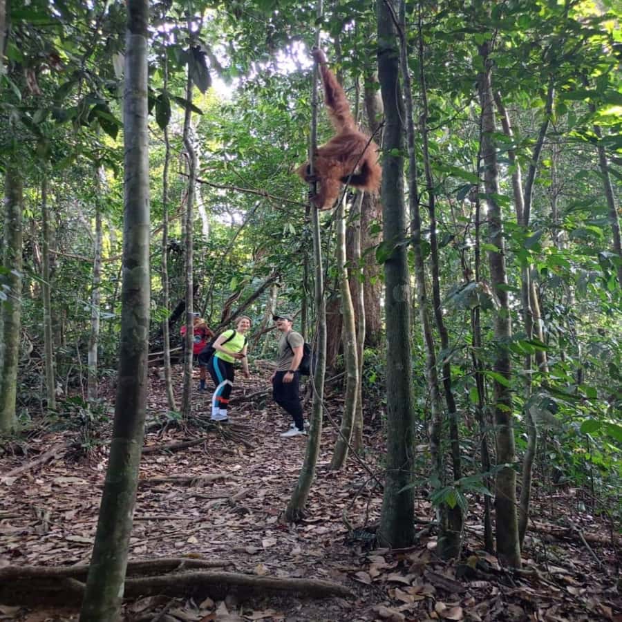Sumatra: 3-Day Unique Jungle Experience & Exploring Wildlife - Should you book this 3-day Mount Leuser orangutan trek?