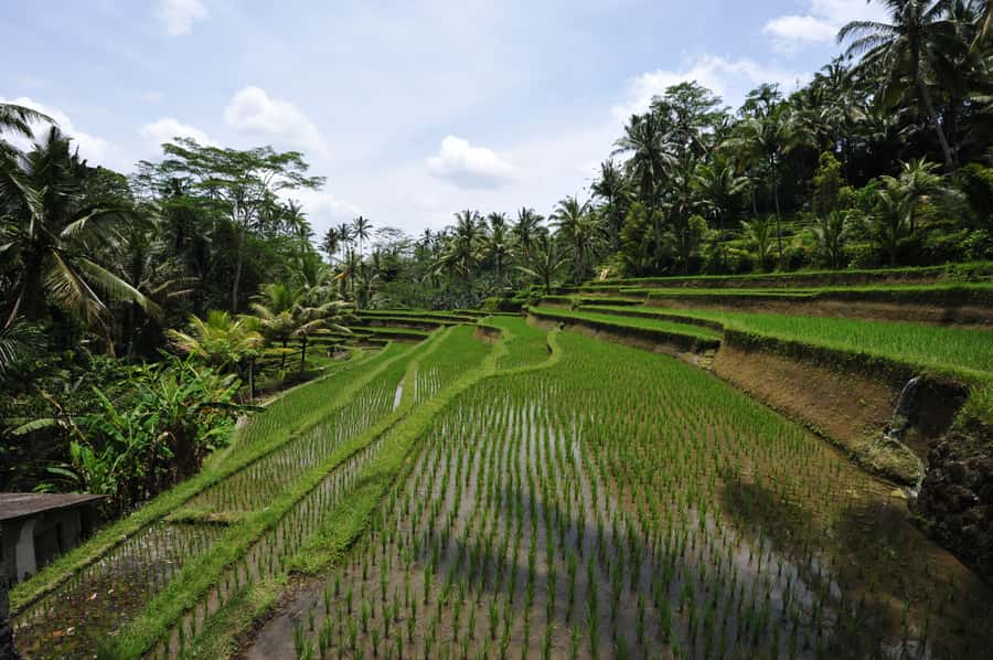Sunrise Breakfest at kintamani cafe & Ubud private Tour - Private guide + driver + early start: Price and logistics that actually matter