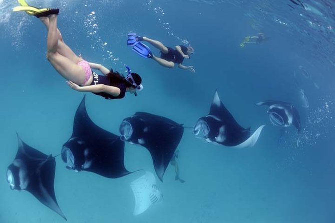 Swim with Manta Rays in Nusa Penida - ALL inclusive - Key takeaways before you book