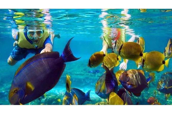 Swim with Manta Rays in Nusa Penida - ALL inclusive - Why Nusa Penida manta-ray swims are a classic Bali add-on
