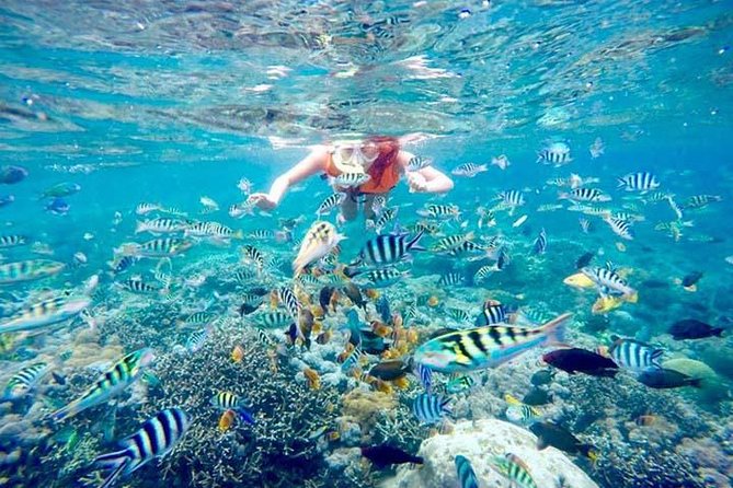 Swim with Manta Rays in Nusa Penida - ALL inclusive - Getting from Kuta to Nusa Penida without losing your morning