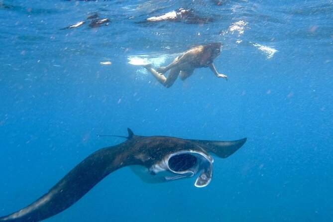 Swim with Manta Rays: Snorkeling Day Trip from Bali - Key highlights before you go