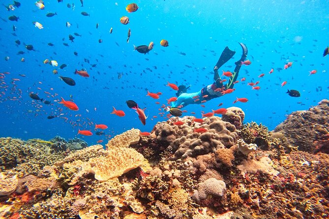Swim with Manta Rays: Snorkeling Day Trip from Bali - Manta Bay Snorkel: Make Your 30 Minutes Count