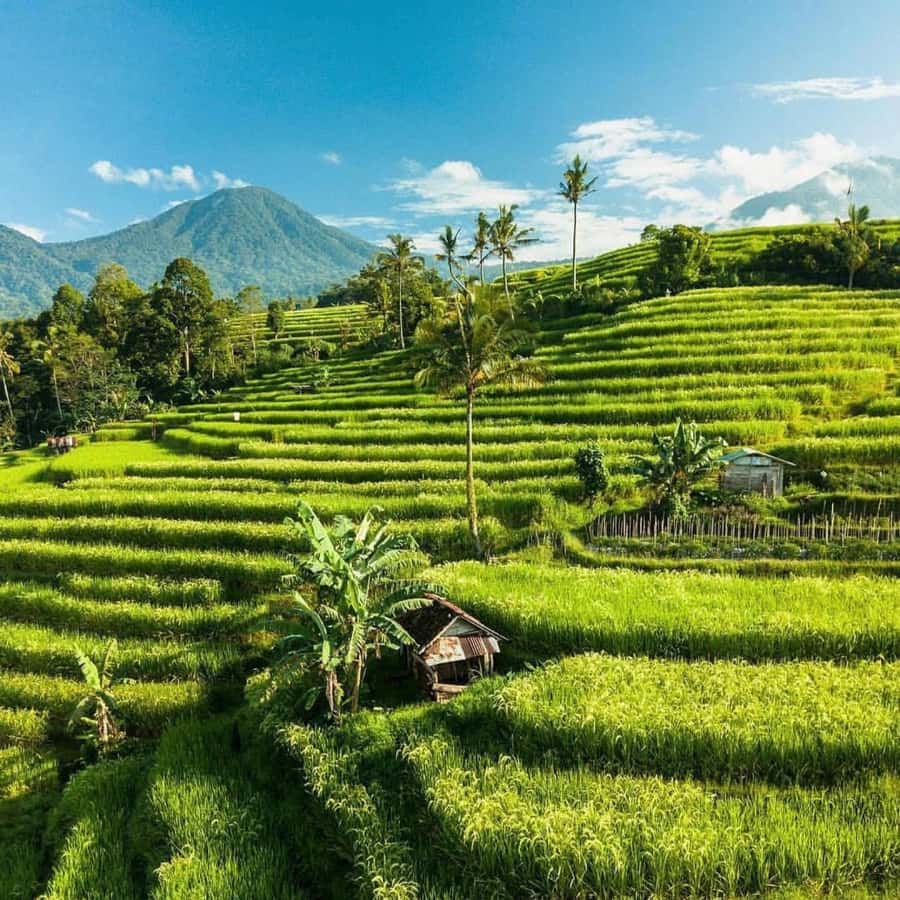 Tanah Lot-Nung Nung Waterfall-Jatiluwih and Bedugul - Jatiluwih Rice Terraces: UNESCO Scenery with Food Context