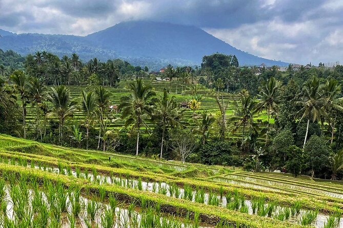 Tanah Lot - Ulun Danu Beratan Temple - Scenic Countryside Tour - Tanah Lot and Batu Bolong: Sea-Temple Panoramas That Feel Big