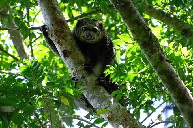 Tangkoko Bitung Manado Nature Tourism Park includes lunch. - Tangkoko National Park near Bitung: why this North Sulawesi outing matters