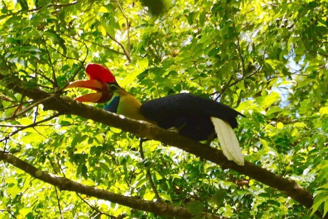 Tangkoko Bitung Manado Nature Tourism Park includes lunch. - The humid walk and the seating reality: comfort vs. jungle conditions