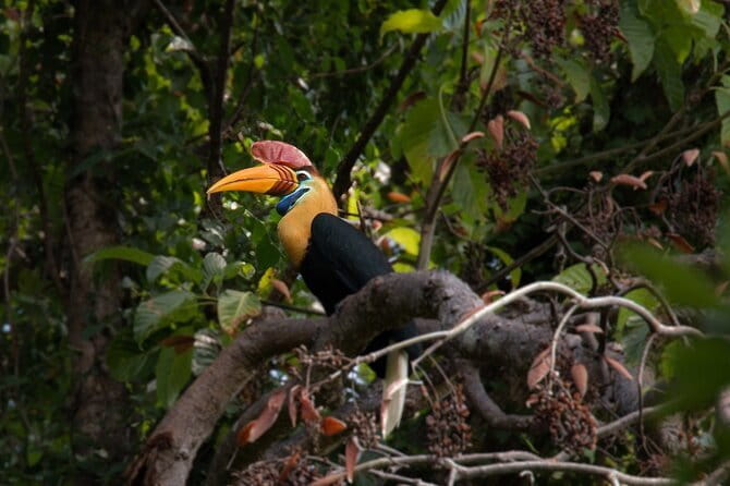 Tangkoko Bitung Manado Nature Tourism Park includes lunch. - Entering the park and your ticket is taken care of