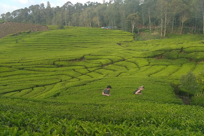 Tangkuban Parahu Volcano North Bandung Private Tour - English-Friendly Driver and Java-to-Bali Context on the Drive