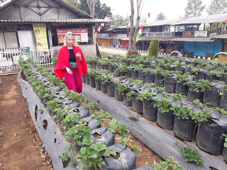 Tangkuban Perahu Crater Tour from Bandung - Strawberry farm picking: hands-on and fun, with sampling included