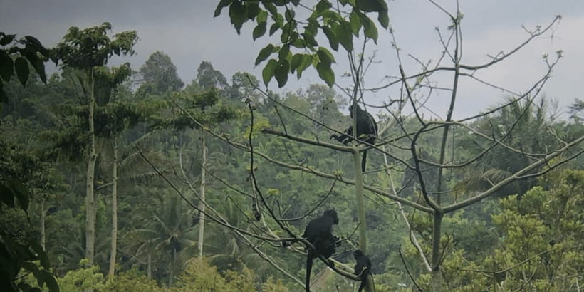 Tetebatu: Rice Fields, Waterfall, & Monkey Forest Day Tour - Key Highlights to Look For in This Tetebatu Tour