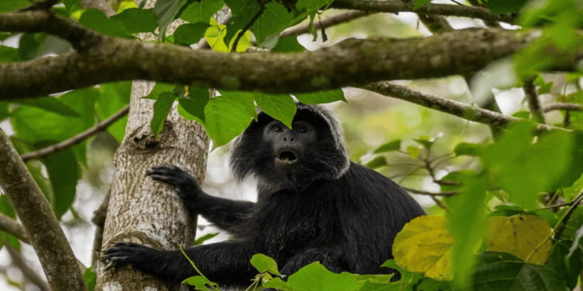 Tetebatu: Rice Fields, Waterfall, & Monkey Forest Day Tour - Price and Value: Is $66 a Good Deal for Tetebatu?