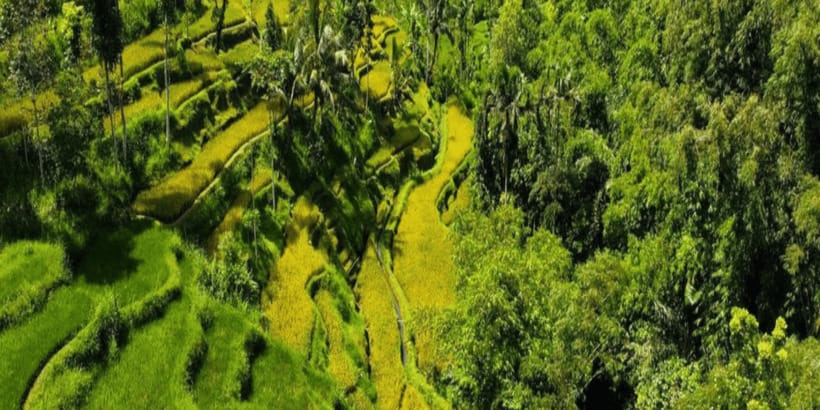 Tetebatu: Rice Fields, Waterfall, & Monkey Forest Day Tour - A Small-Group Day That Feels Like Living in Tetebatu’s Backyard