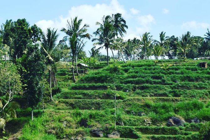 Tetebatu Walking Tour - Rice Terraces, Waterfall & Monkey Forest - Rice Terraces in Tetebatu: Your Main Event for the Day
