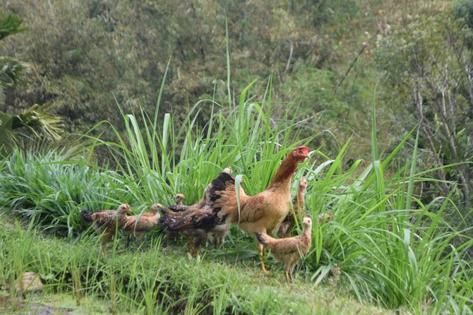 Tetebatu Walking Tour - Rice Terraces, Waterfall & Monkey Forest - The 7:00 AM Start and How the Day Actually Flows
