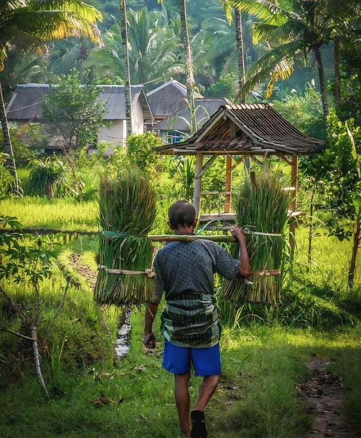 Tetebatu : Waterfall, Rice Fields & Monkey Forest Full day - Key things that make this Tetebatu day tour worth it