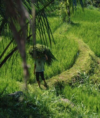 Tetebatu : Waterfall, Rice Fields & Monkey Forest Full day - Tetebatu by foot: rice terraces, villages, and daily work