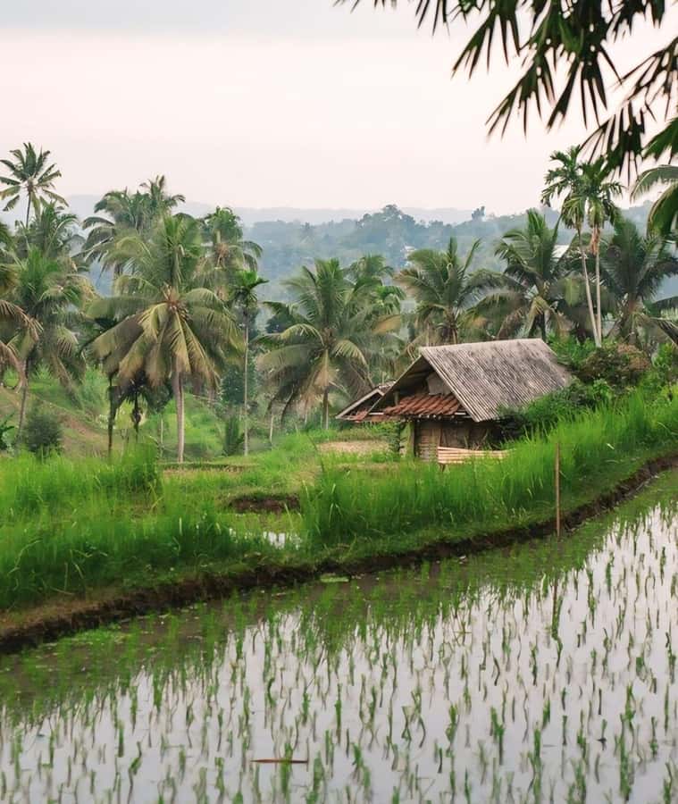 Tetebatu : Waterfall, Rice Fields & Monkey Forest Full day - Price and value: $86 with entrances, food, and a private guide