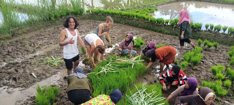 Tetebatu: Waterfalls, Spices, Rice Terrace, Monkey forest - Key moments that make this Tetebatu day tour worth it