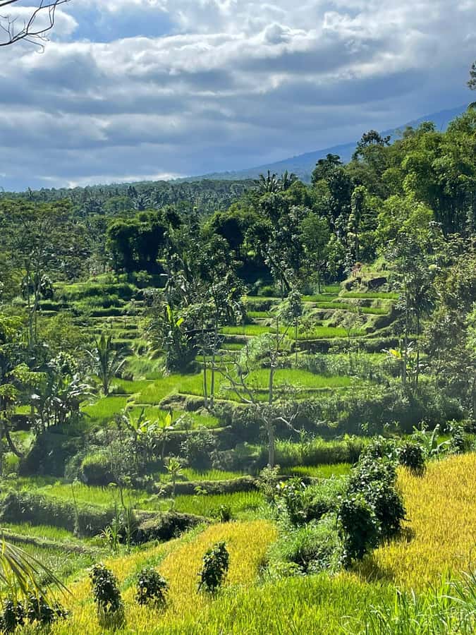 Tetebatu: Waterfalls, Spices, Rice Terrace, Monkey forest - Tetebatu rice terraces: sweeping views plus farming that makes sense