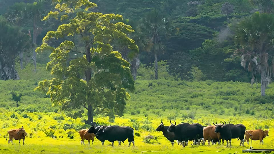 The Authentic Sunset Of Baluran National Park Banyuwangi - Comfort tips that will make your afternoon smoother