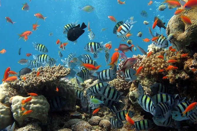 The Best 2-point Snorkeling in Padangbai: Blue lagoon and Tanjung jepun - Tanjung Jepun snorkeling: clear water and small-fish action