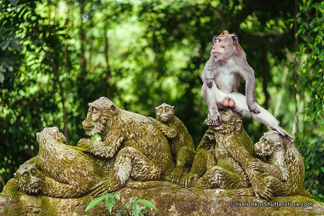 The Best of Ubud Tour and Jungle Swing - Jungle Swing and lunch at D Alas: optional thrills, set choices