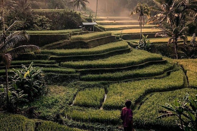 The Gates of Heavan - Ubud Jungle Swing & Waterfall Tour - Tegalalang Rice Terrace: Subak irrigation and classic Ubud views