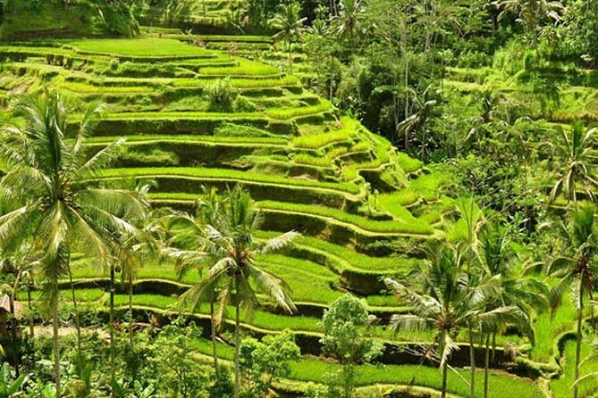 Tlaga Singha Infinity Pool, Jungle swing & Rice Terrace Trip - Stop 3: Tlaga Singha Bali infinity pools, river views, and your included drink
