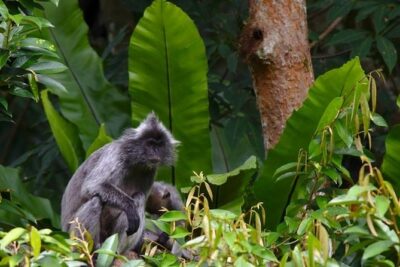 TOUR PACKAGE (jungle trekking, taxi, Room) 4 DAYS 3 NIGHTS in BUKIT LAWANG - Overnight Camping in the Rainforest: Comfort Provided, Jungle Still Wins