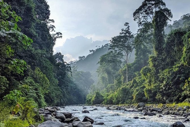 TOUR PACKAGE (jungle trekking, taxi, Room) 4 DAYS 3 NIGHTS in BUKIT LAWANG - Bukit Lawang Nights: Where You Recover and Actually Enjoy Town Life
