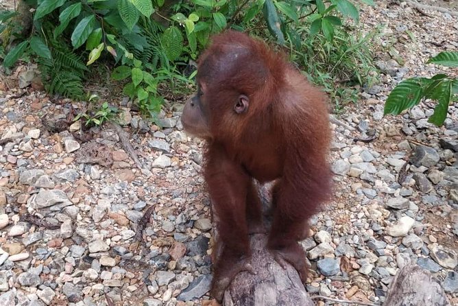 TOUR PACKAGE (jungle trekking, taxi, Room) 4 DAYS 3 NIGHTS in BUKIT LAWANG - What You Get for the Price: Transfers, Permits, Guide, and Gear